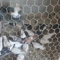 کبوتر شهرستانی|پرنده|چاپشلو, |دیوار