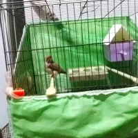 سه عدد ماده درجه یک