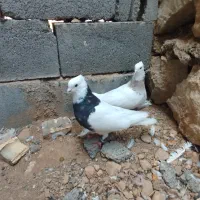 جفت طوق کیپ