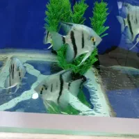 آکواریوم اقیانوس آرام در گلدیس|ماهی|شاهین‌شهر, شهرک گلدیس|دیوار