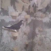 راست سیاه|پرنده|اقبالیه, |دیوار