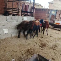 توقلی ۱۰ ماه|حیوانات مزرعه|سنگدوین, |دیوار