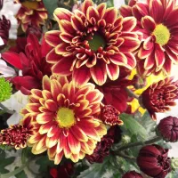 گل شاخه ای داودی.مستقیم ازباغدار