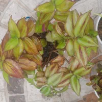 گلهای طبیعی|گل و گیاه طبیعی|مسجد سلیمان, |دیوار