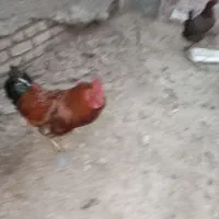 معاوضه مرغ یا جوجه با خروس