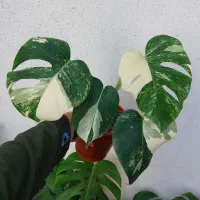 افوربیای قرمز پر شاخه|گل و گیاه طبیعی|رشت, تازه آباد|دیوار