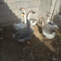 غاز قوغاز و اردک اسرائیلی در فریمان|حیوانات مزرعه|فریمان, |دیوار