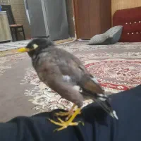 مرغ مینا نر