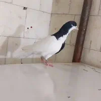 نر چپ سیاه شقه|پرنده|زاوه, |دیوار