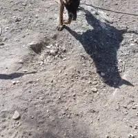 سگ گمشده|حیوانات|بم, |دیوار