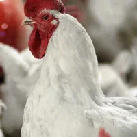 فروش-مرغداری-کامل-گاوداری-کامل