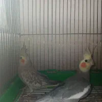 عروس هلندی نروماده تخم گذار