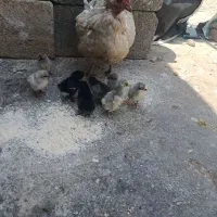 فروش مرغ گلین لری با ۸تا جوجه گلین لری ۵روزه