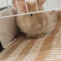 خرگوش لوپ کاراملی