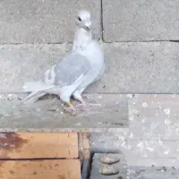 کبوتر|پرنده|وحدتیه, |دیوار