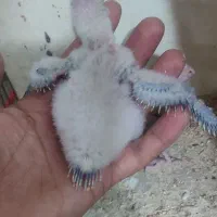 جوجه گرینچیک.عروس هلندی.مرغ عشق.|پرنده|گلبهار, شهر جدید گلبهار|دیوار