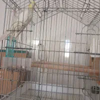 جفت عروس هلندی|پرنده|آبپخش, |دیوار