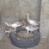 جوجه طاووس زینتی