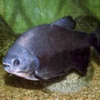 ماهی آکواریومی پاکو