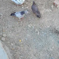 ۴عدد کبوتر|پرنده|ملکان, |دیوار