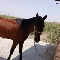 اسب دره شور|اسب و تجهیزات اسب‌سواری|رفسنجان, |دیوار