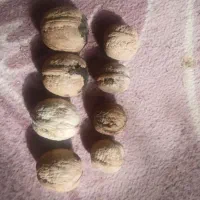 محصولات کشاورزی