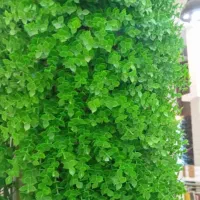 سنگ درشت مخصوص چمن مصنوعی و تایل|خدمات باغبانی و درختکاری|کرمانشاه, |دیوار