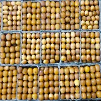 خرما هلیله،بزمانی ( برای ماه رمضان)|خوردنی و آشامیدنی|کرمان, |دیوار