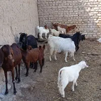 . بره کله بور. بز شیری