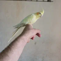 سه عدد عروس هلندی نر و ماده مولد و جوجه ی گلباقالی|پرنده|ساوه, |دیوار