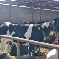 گوساله خارجی|حیوانات مزرعه|مرودشت, ده بید|دیوار