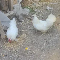 جاپنیز(مرغ و خروس)
