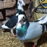 کبوتر جفت پلاکی نروماده ابلغ 900 مفت