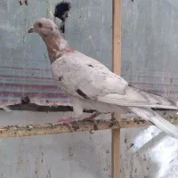 کبوتر رنگی|پرنده|قزوین, |دیوار