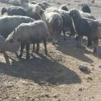 فروش میش ترکی