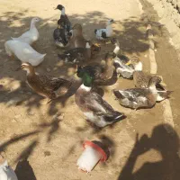 سلام غاز دورگه اردک یه عدد 400 خروس دورگه سرحال|حیوانات مزرعه|چگنی, |دیوار