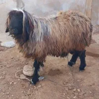 شیشک قوچ|حیوانات مزرعه|خانمیرزا, |دیوار