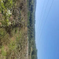 ۴۰۹۰ متر باغ کیوی با درختان سه ساله|فروش دفتر صنعتی، کشاورزی، تجاری|قائمشهر, |دیوار