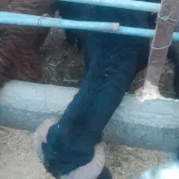 دو راس بره نر
