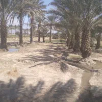 زمین باغی|فروش زمین و ملک کلنگی|جیرفت, |دیوار