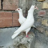 کبوتر سره ای با سفید کلاهی|پرنده|کرمان, |دیوار