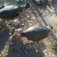 مزرعه حیوانات