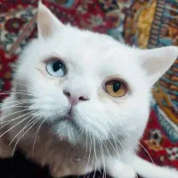 گربه  تابه تا یا چشم دورنگ پرشین ایرانی