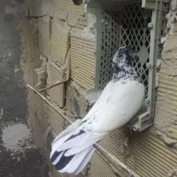 کفتر کبوتر|پرنده|بهارستان, |دیوار