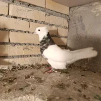 کبوتر طوقی مایدوم یا دمسفید