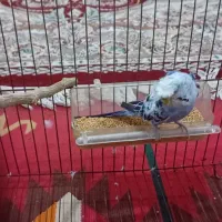 مرغ عشق ،  عروس هلندی، طوطی