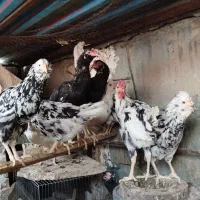 تخم نطفه دار گلین