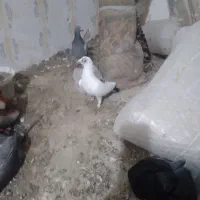 دوتا کبوتر جفگاه