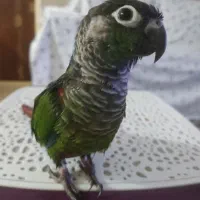 گرینچیک|حراج|محمدشهر, محمدشهر|دیوار