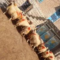 میش داشتی|حیوانات مزرعه|گوآور, |دیوار